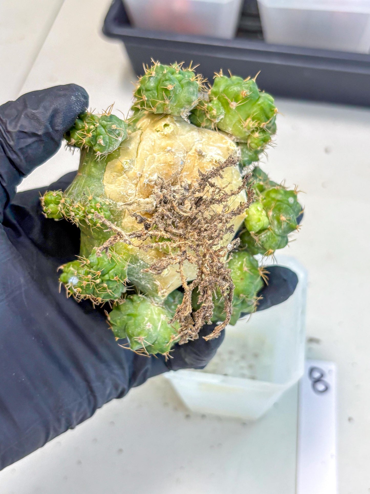Gymnocalycium Mihanovichii (XL) (o8) | De-Grafted Plant