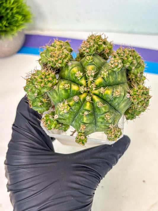 Gymnocalycium Mihanovichii (XL) (o8) | De-Grafted Plant