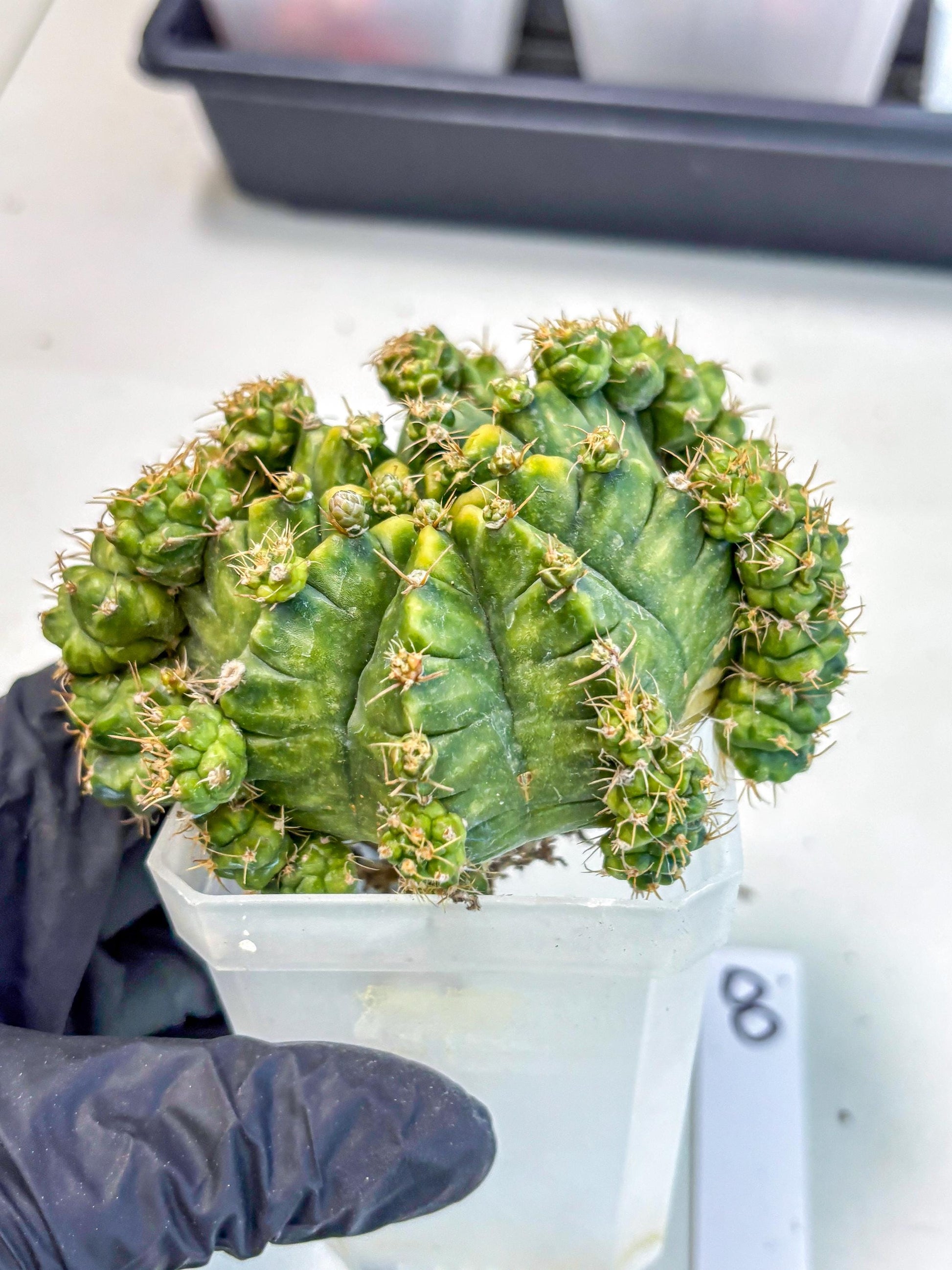 Gymnocalycium Mihanovichii (XL) (o8) | De-Grafted Plant