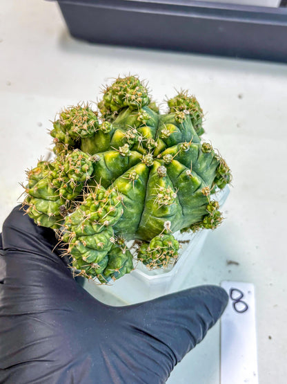 Gymnocalycium Mihanovichii (XL) (o8) | De-Grafted Plant