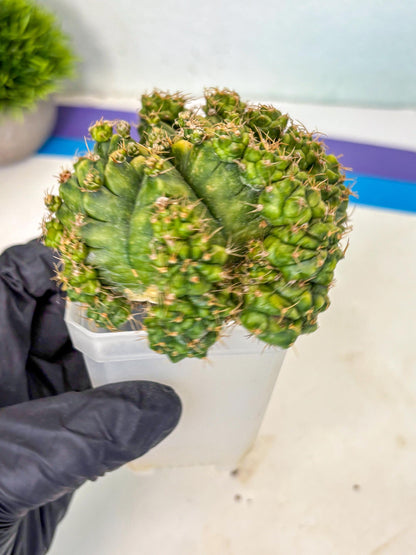 Gymnocalycium Mihanovichii (XL) (o8) | De-Grafted Plant