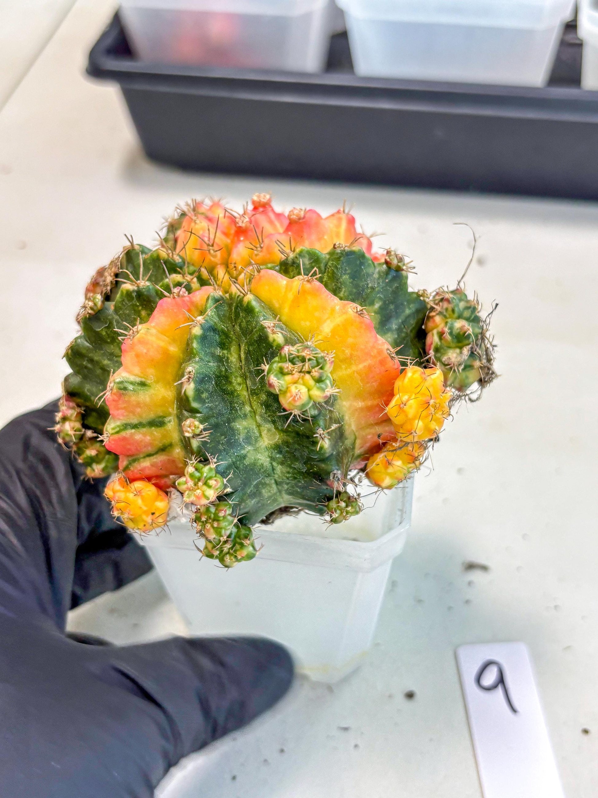 Gymnocalycium Mihanovichii (XL) (9o) | De-Grafted Plant