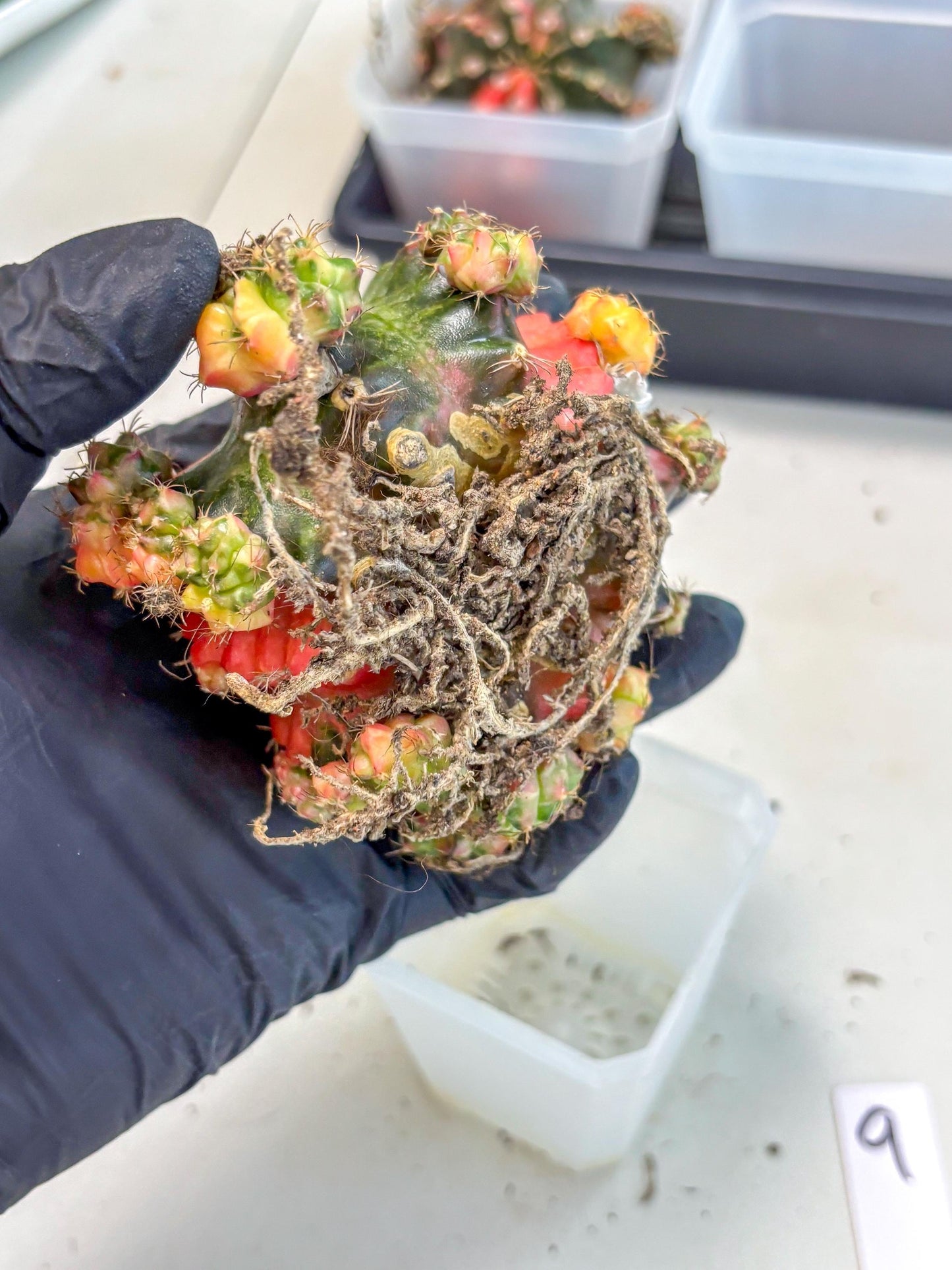 Gymnocalycium Mihanovichii (XL) (9o) | De-Grafted Plant