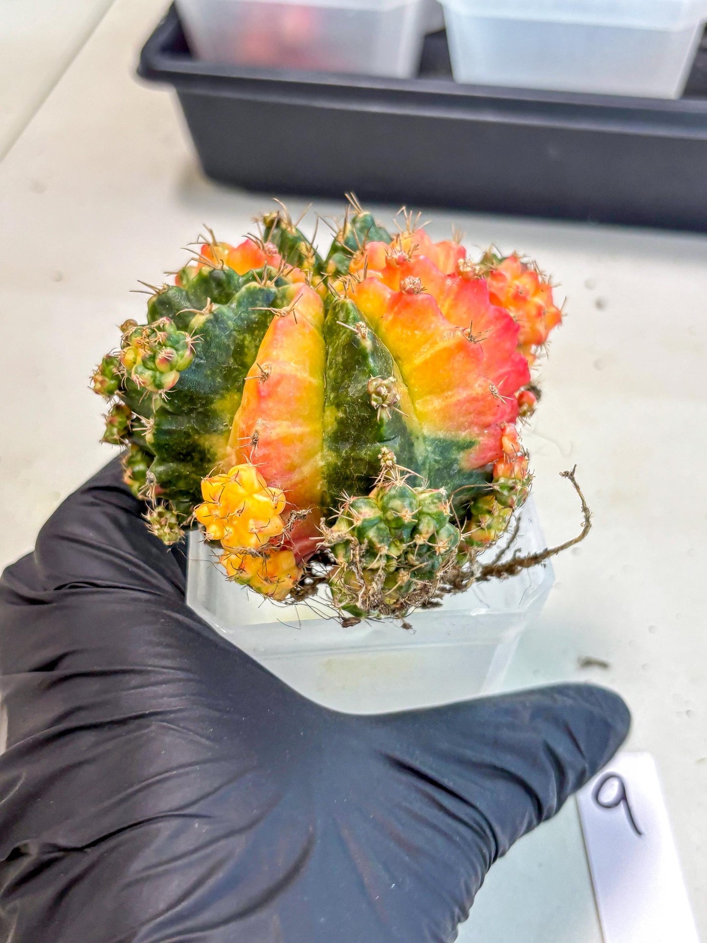 Gymnocalycium Mihanovichii (XL) (9o) | De-Grafted Plant