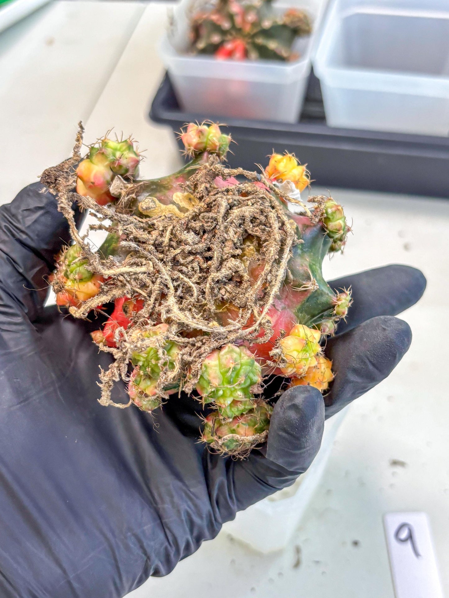 Gymnocalycium Mihanovichii (XL) (9o) | De-Grafted Plant