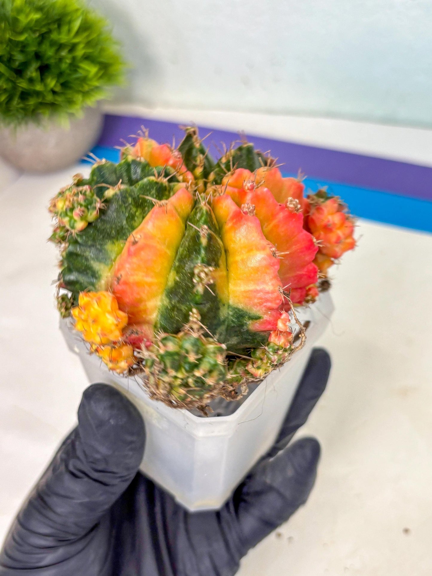 Gymnocalycium Mihanovichii (XL) (9o) | De-Grafted Plant