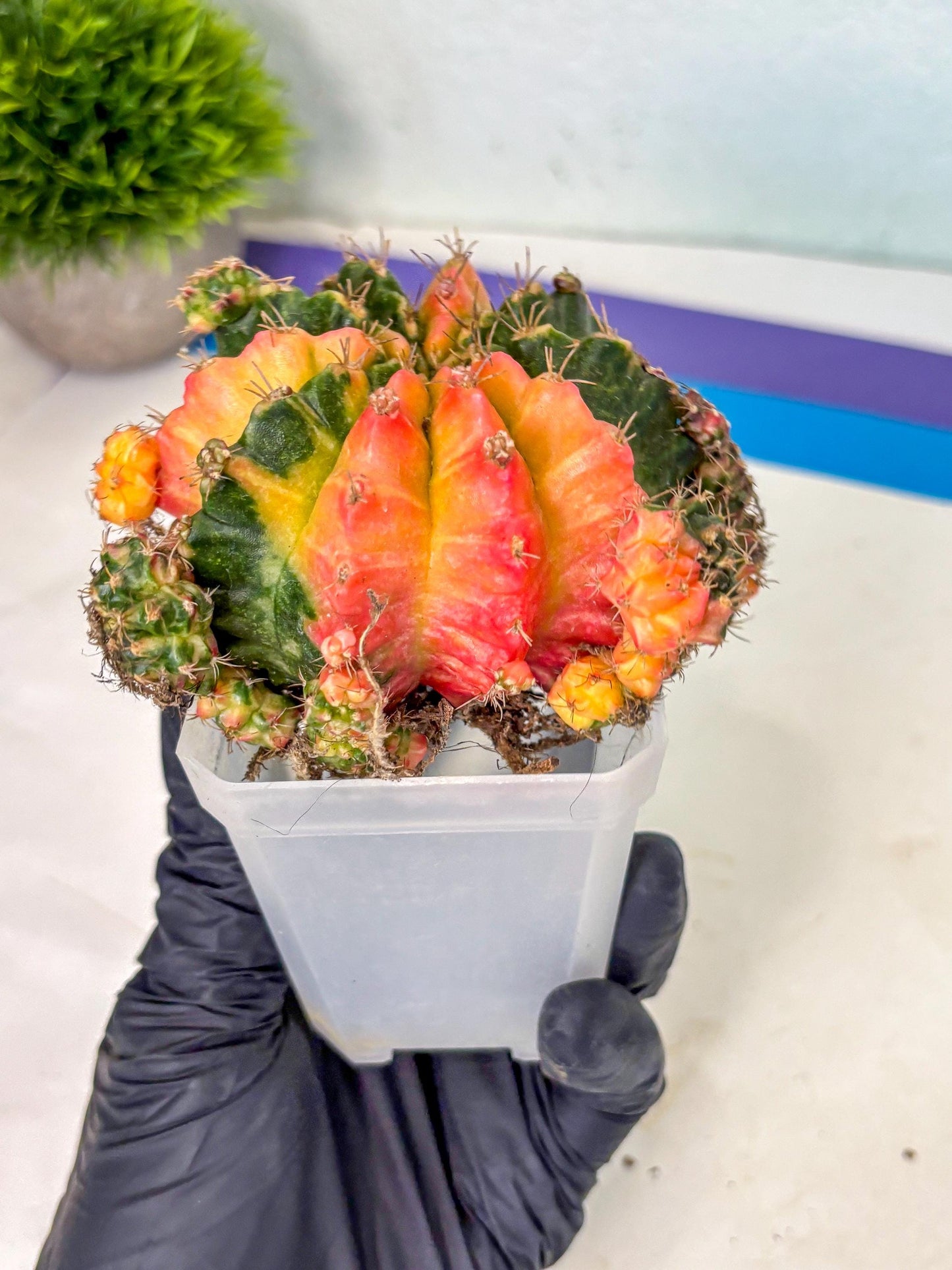 Gymnocalycium Mihanovichii (XL) (9o) | De-Grafted Plant