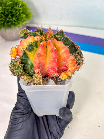 Gymnocalycium Mihanovichii (XL) (9o) | De-Grafted Plant