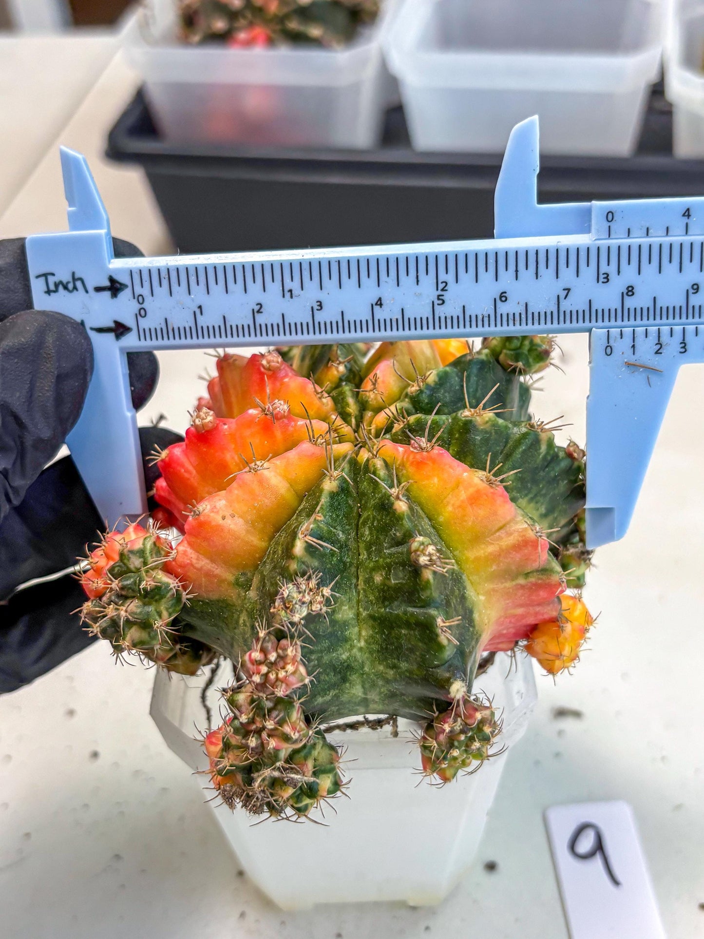 Gymnocalycium Mihanovichii (XL) (9o) | De-Grafted Plant