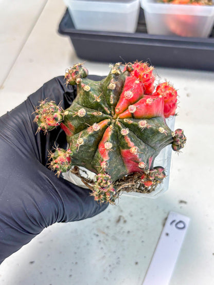 Gymnocalycium Mihanovichii (XL) (10) | De-Grafted Plant
