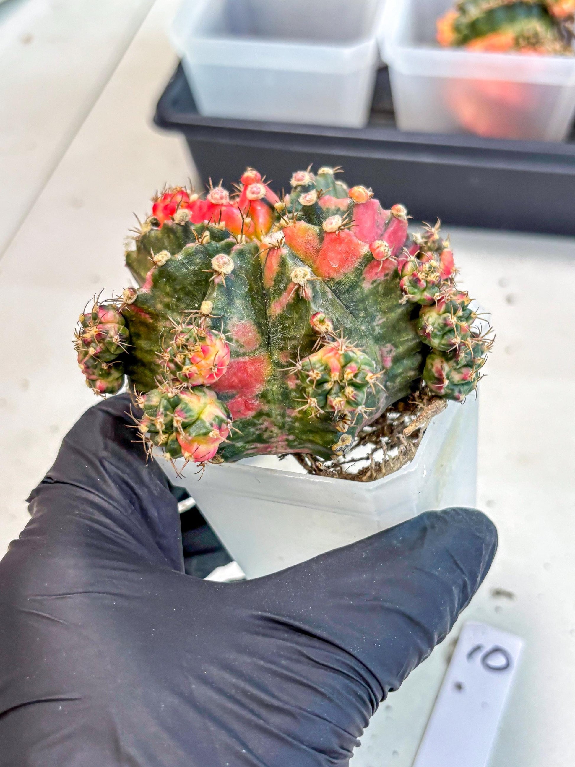 Gymnocalycium Mihanovichii (XL) (10) | De-Grafted Plant