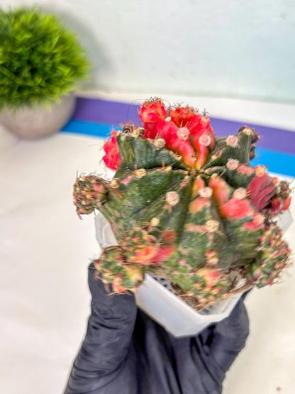 Gymnocalycium Mihanovichii (XL) (10) | De-Grafted Plant