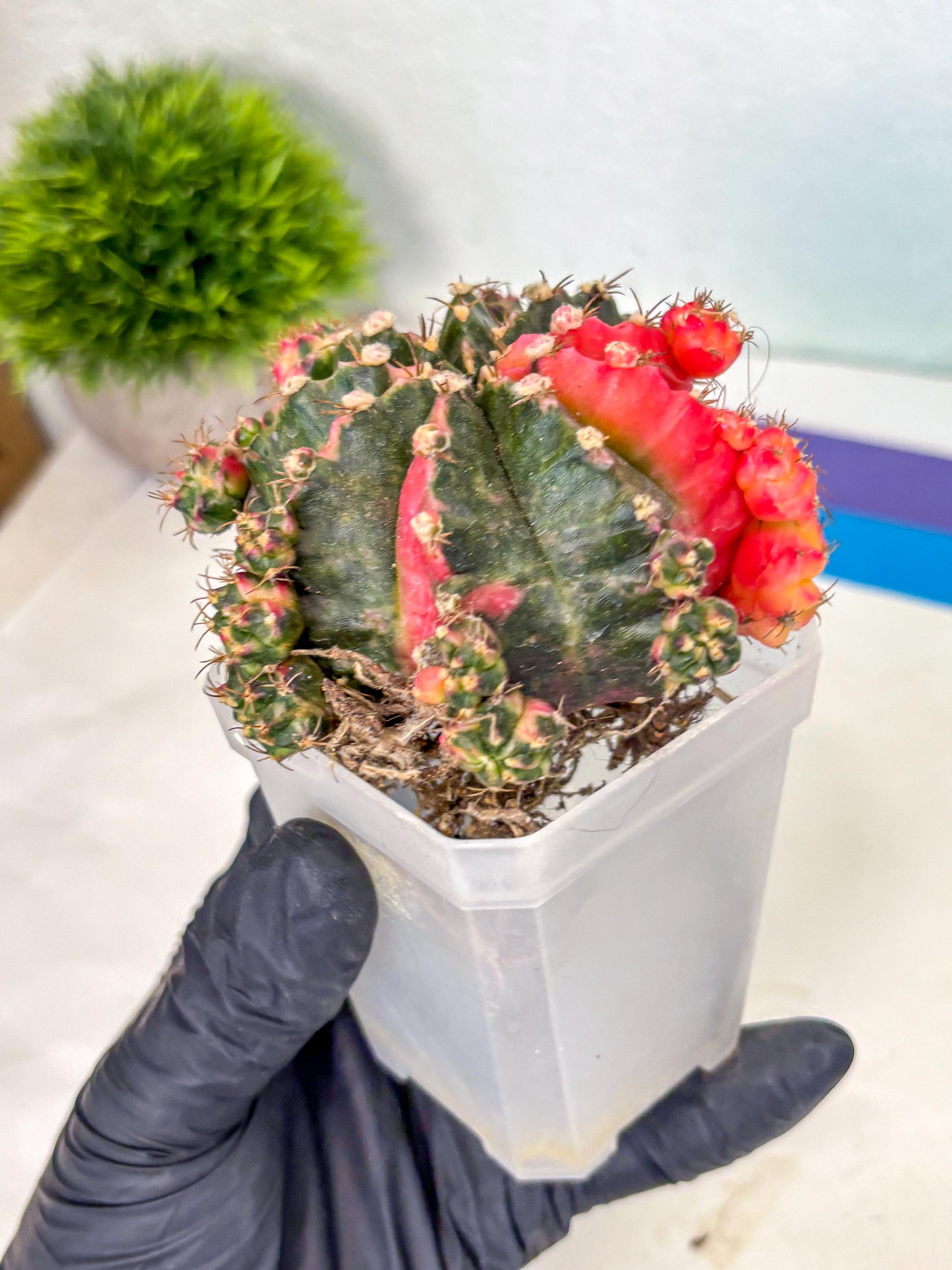 Gymnocalycium Mihanovichii (XL) (10) | De-Grafted Plant