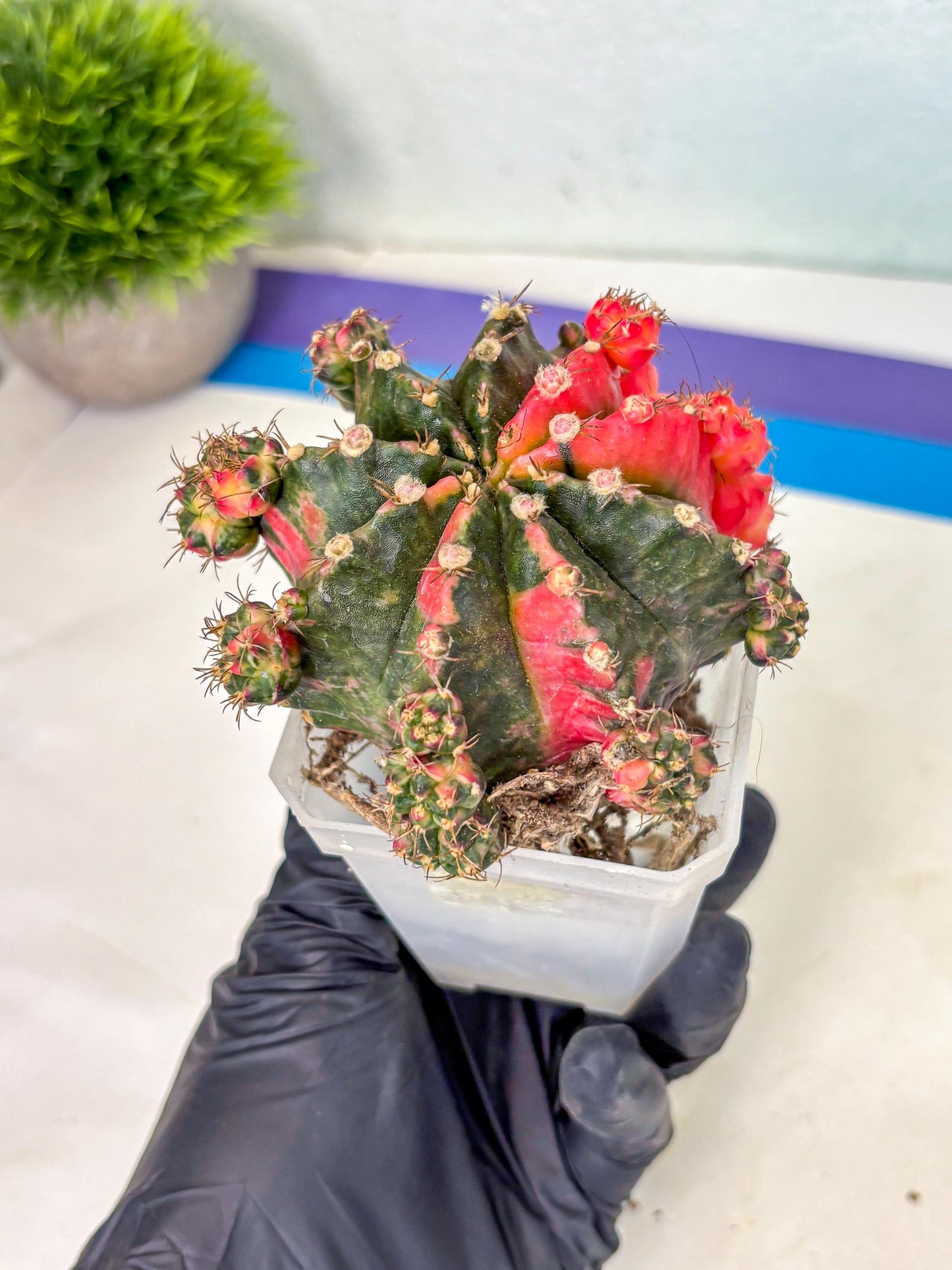 Gymnocalycium Mihanovichii (XL) (10) | De-Grafted Plant