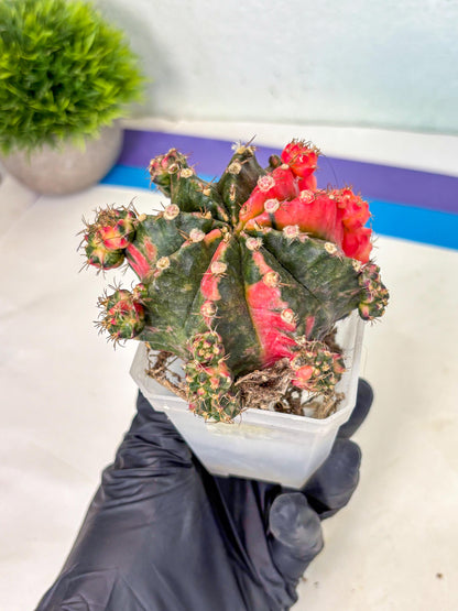 Gymnocalycium Mihanovichii (XL) (10) | De-Grafted Plant