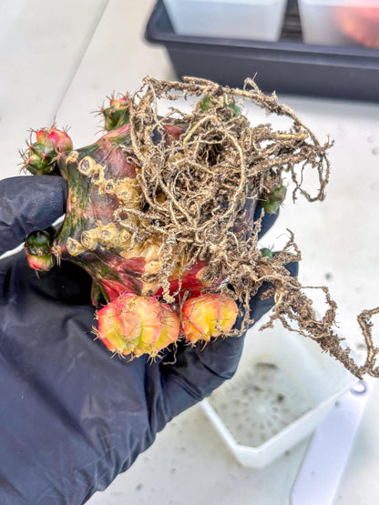 Gymnocalycium Mihanovichii (XL) (10) | De-Grafted Plant