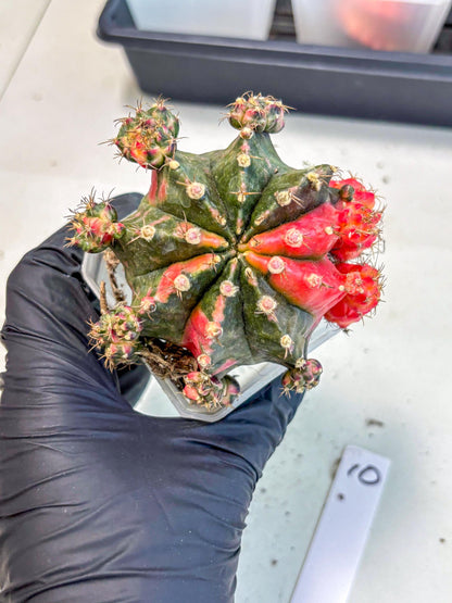 Gymnocalycium Mihanovichii (XL) (10) | De-Grafted Plant