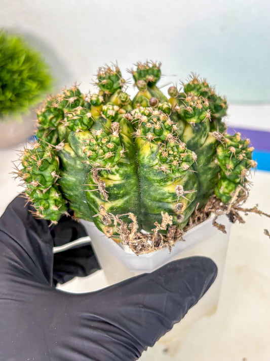 Gymnocalycium Mihanovichii (XL) (7o) | De-Grafted Plant