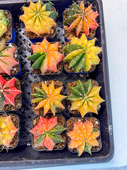 Gymnocalycium Var (Ap) (a) | Choose your own plant! 2 Inch Pot