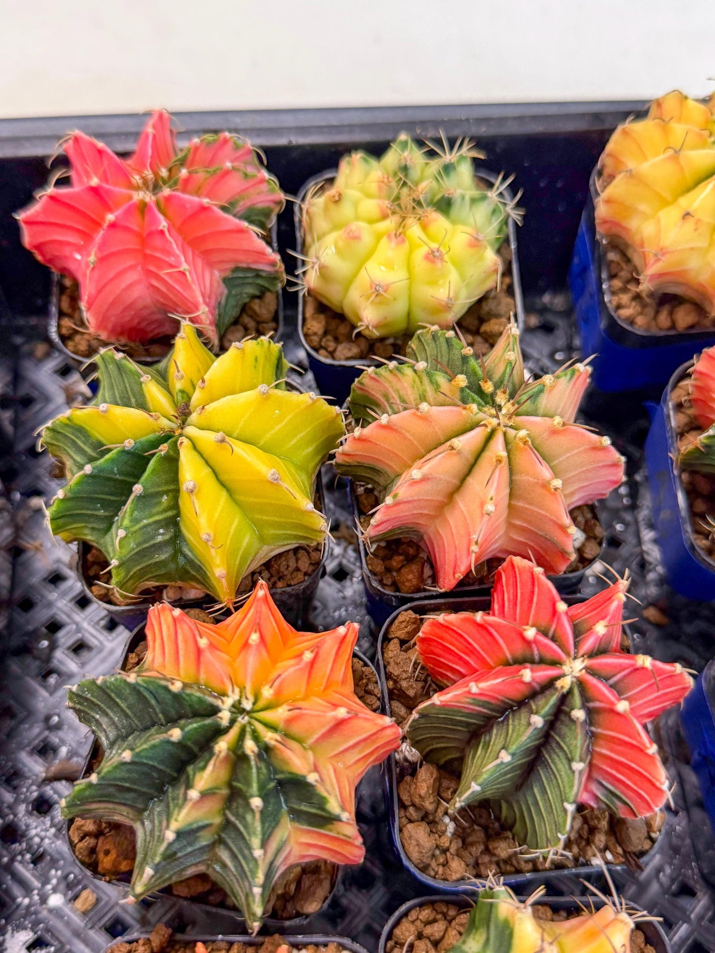 Gymnocalycium Var (Ap) (B) | Choose your own plant! 2 Inch Pot