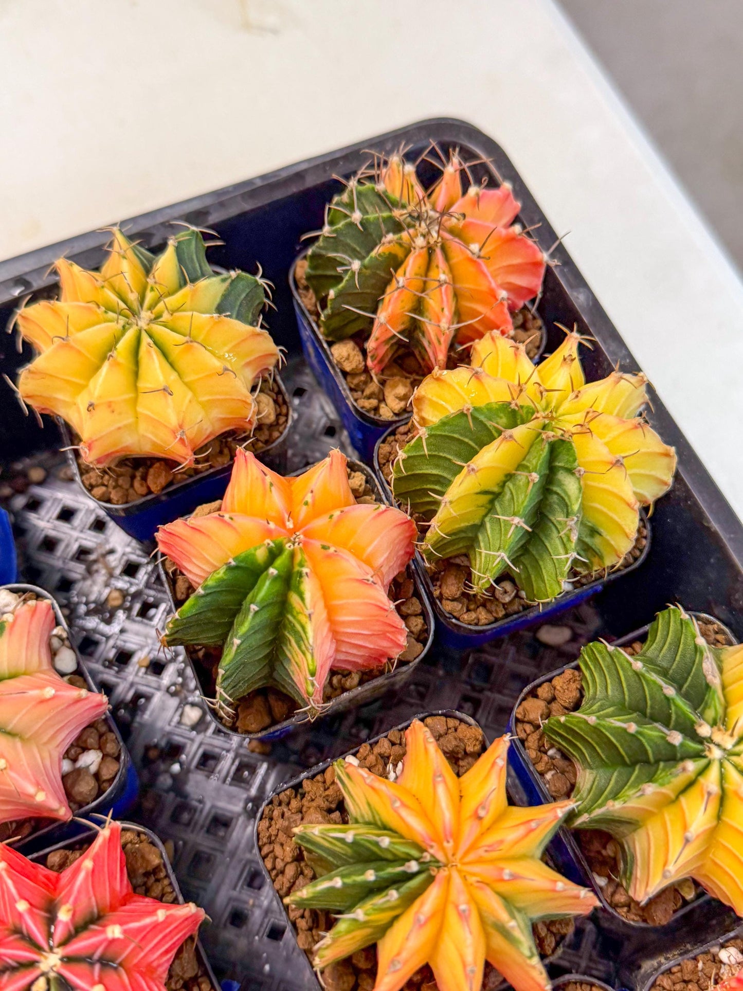 Gymnocalycium Var (Ap) (B) | Choose your own plant! 2 Inch Pot