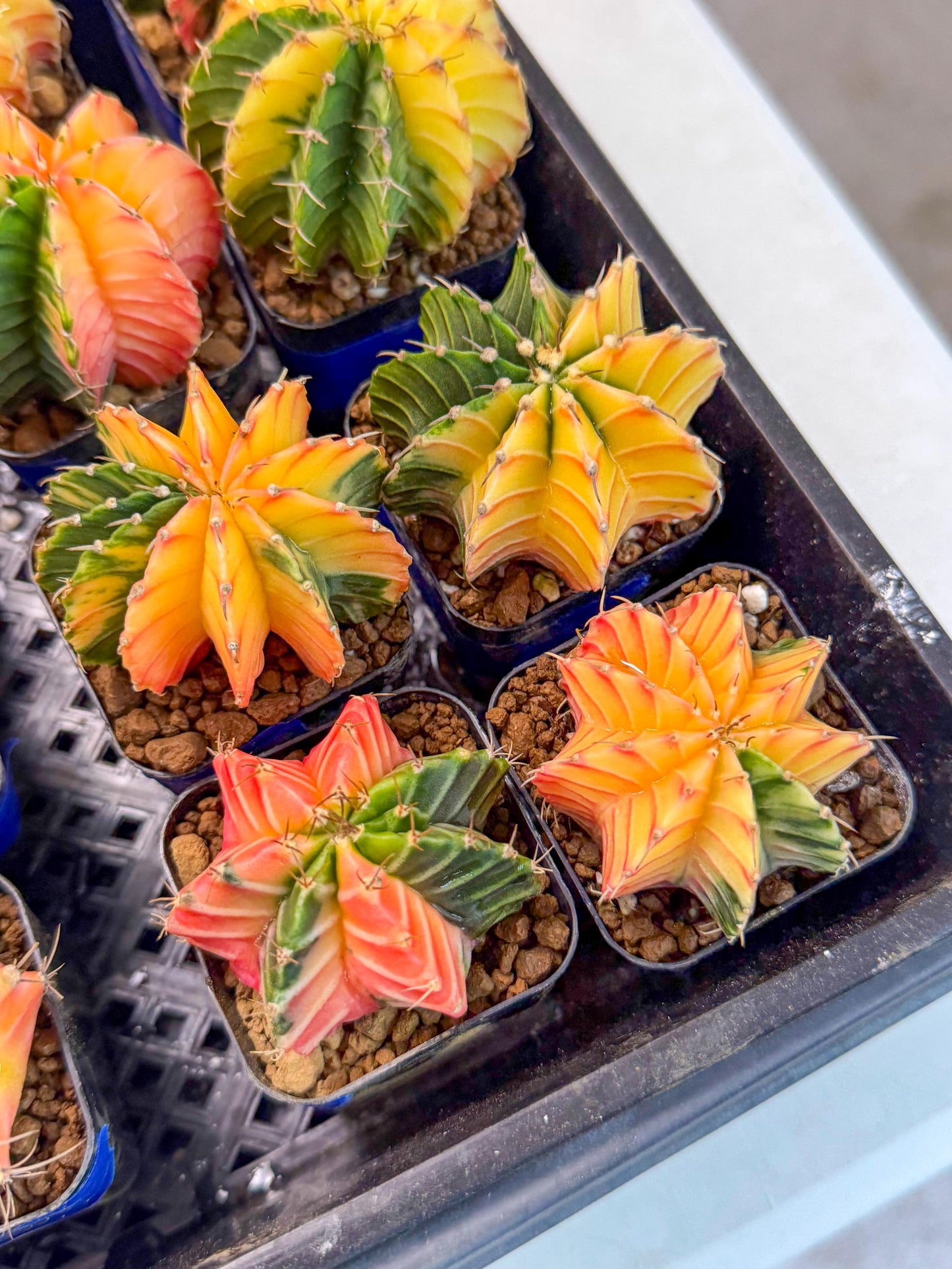 Gymnocalycium Var (Ap) (B) | Choose your own plant! 2 Inch Pot