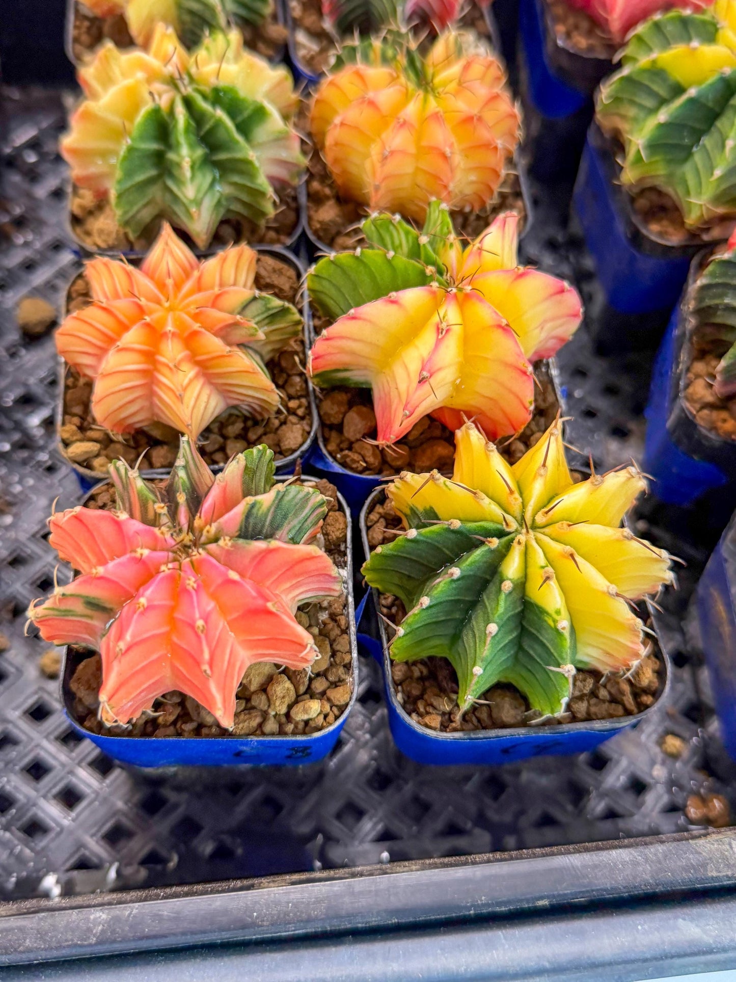 Gymnocalycium Var (Ap) (c) | Choose your own plant! 2 Inch Pot