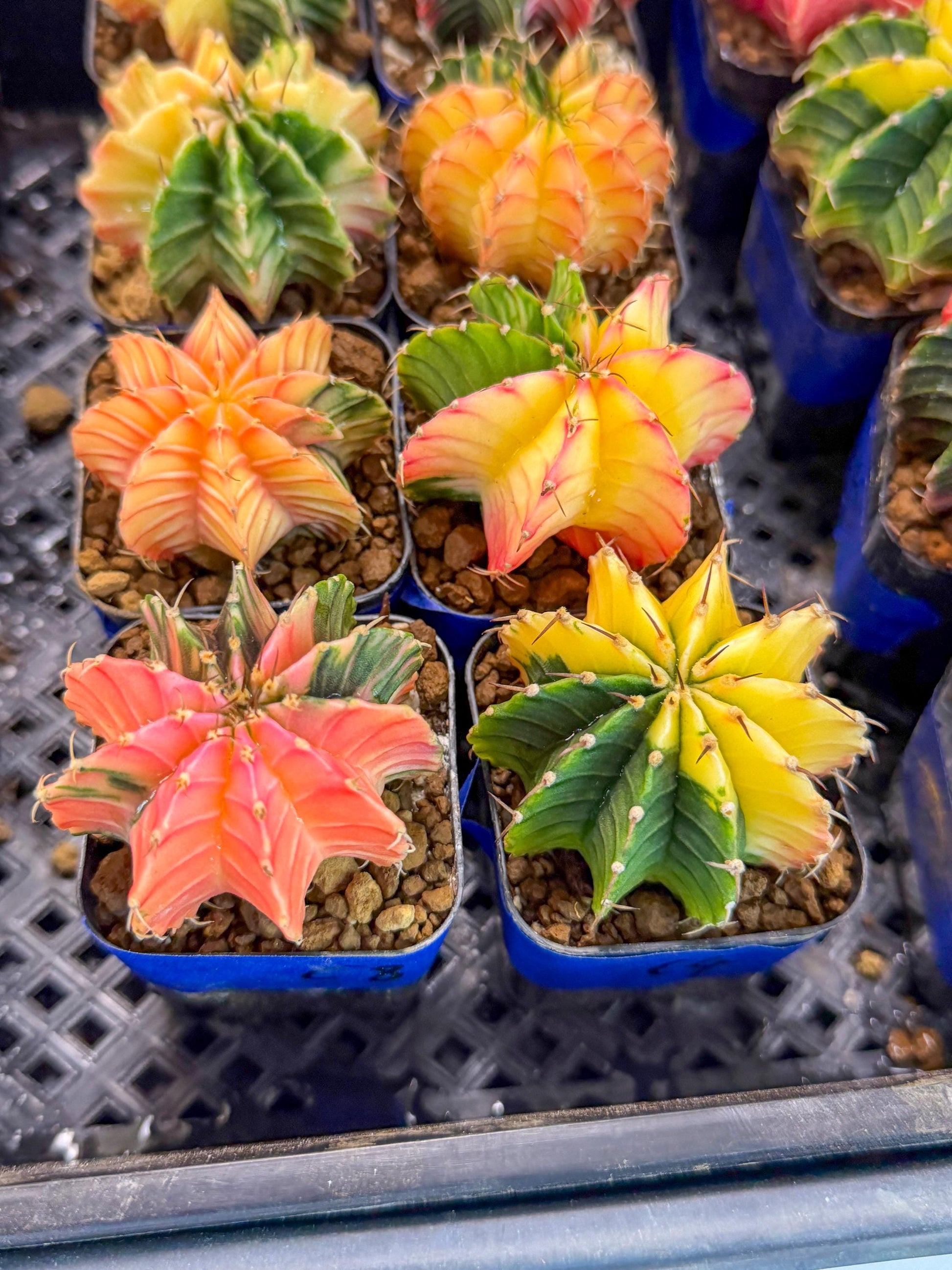 Gymnocalycium Var (Ap) (c) | Choose your own plant! 2 Inch Pot