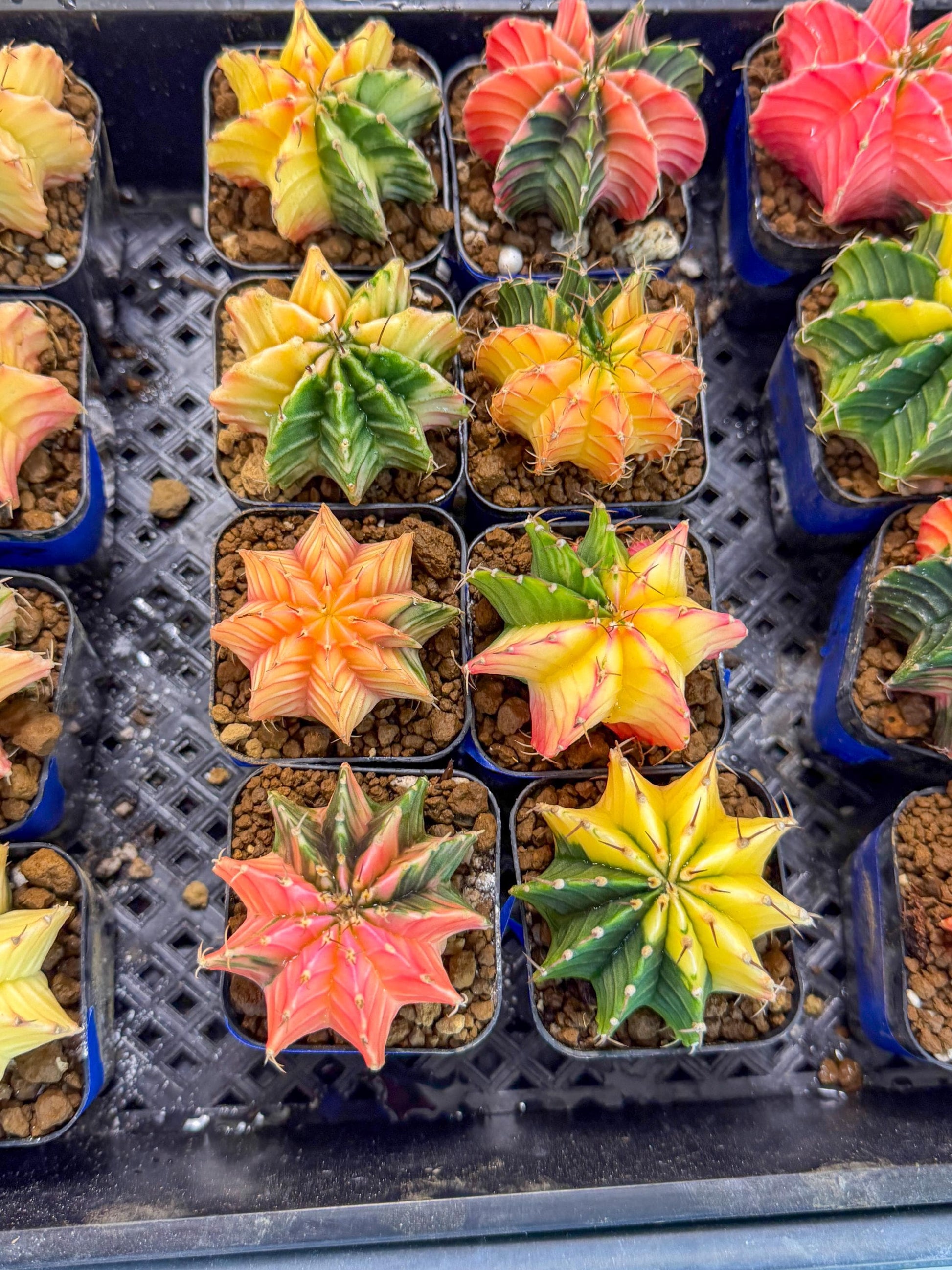 Gymnocalycium Var (Ap) (c) | Choose your own plant! 2 Inch Pot