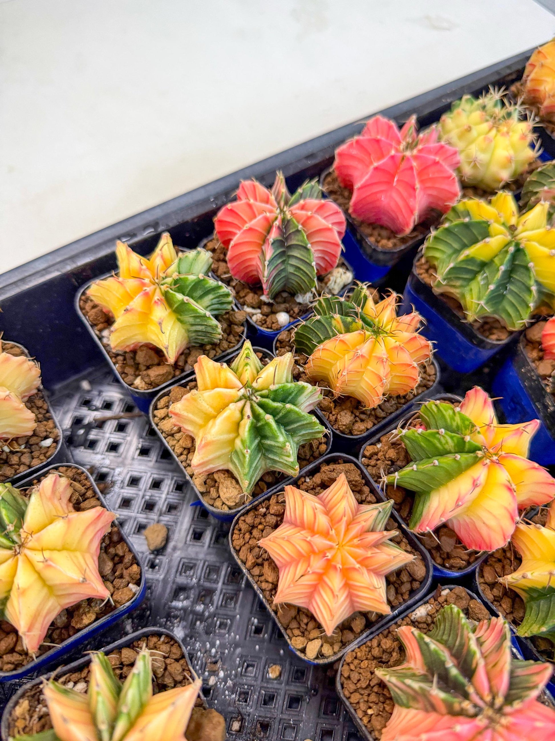 Gymnocalycium Var (Ap) (c) | Choose your own plant! 2 Inch Pot