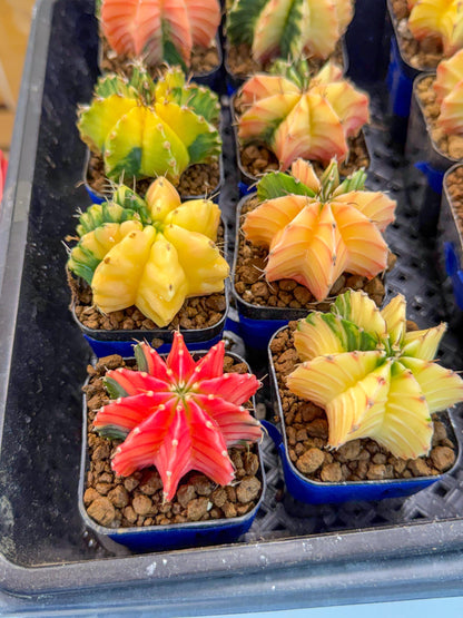 Gymnocalycium Var (Ap) (D) | Choose your own plant! 2 Inch Pot