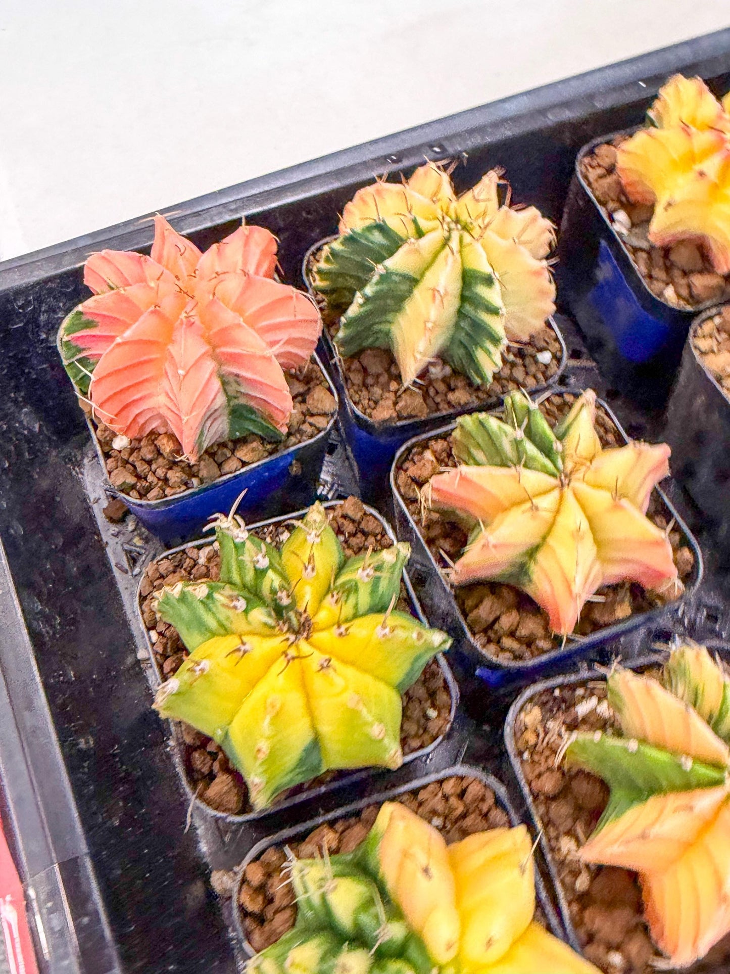 Gymnocalycium Var (Ap) (D) | Choose your own plant! 2 Inch Pot