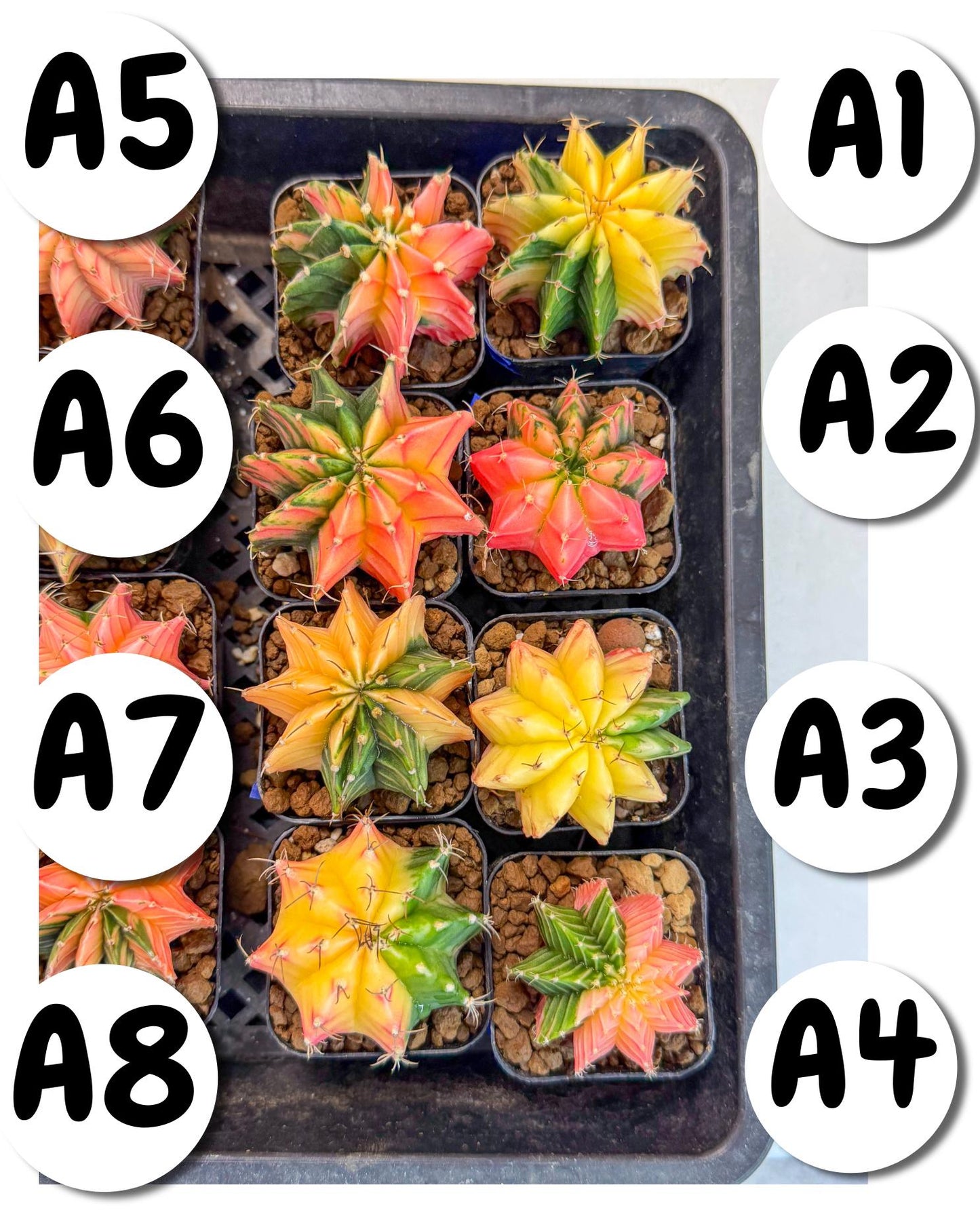 Gymnocalycium Var (AY) (a) | Choose your own plant! 2 Inch Pot