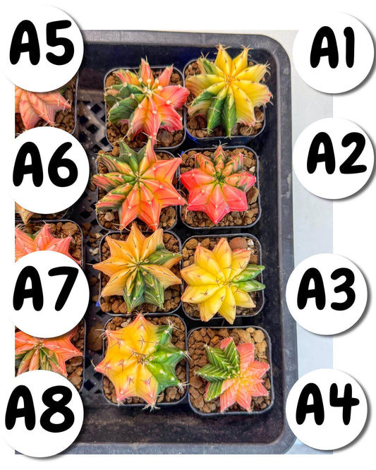 Gymnocalycium Var (AY) (a) | Choose your own plant! 2 Inch Pot