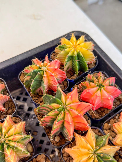 Gymnocalycium Var (AY) (a) | Choose your own plant! 2 Inch Pot