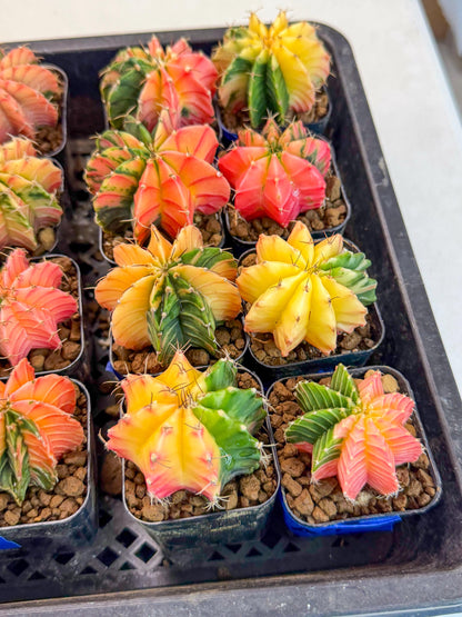 Gymnocalycium Var (AY) (a) | Choose your own plant! 2 Inch Pot