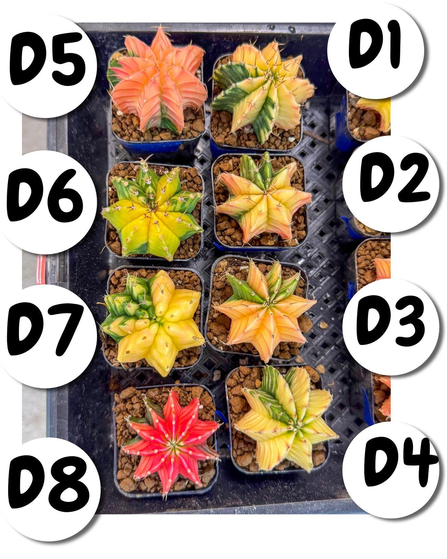 Gymnocalycium Var (Ap) (D) | Choose your own plant! 2 Inch Pot