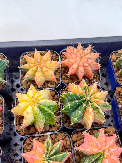 Gymnocalycium Var (AY) (b) | Choose your own plant! 2 Inch Pot
