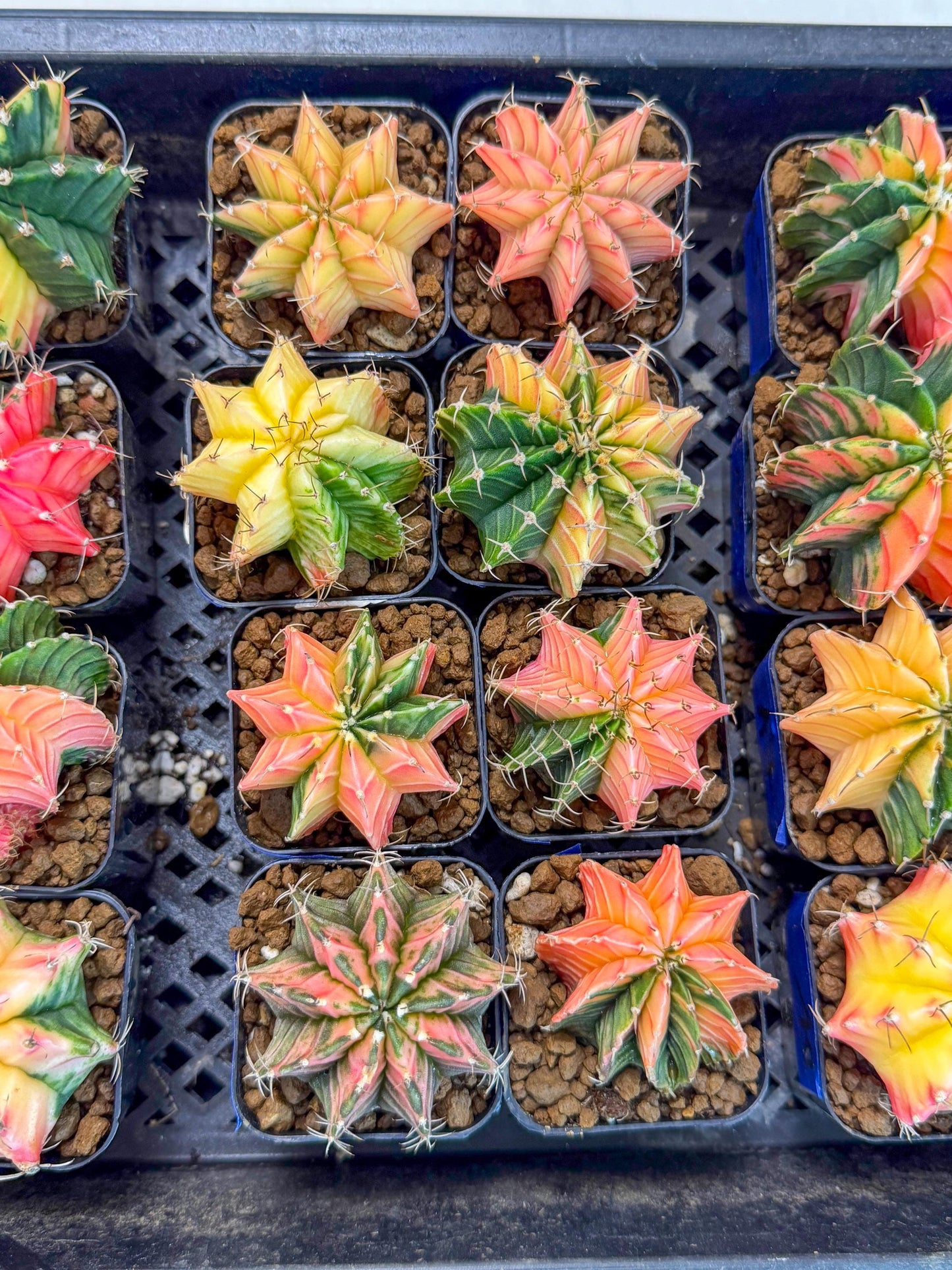Gymnocalycium Var (AY) (b) | Choose your own plant! 2 Inch Pot