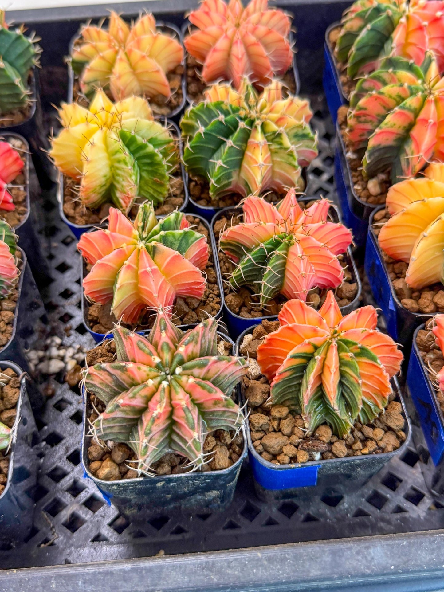 Gymnocalycium Var (AY) (b) | Choose your own plant! 2 Inch Pot