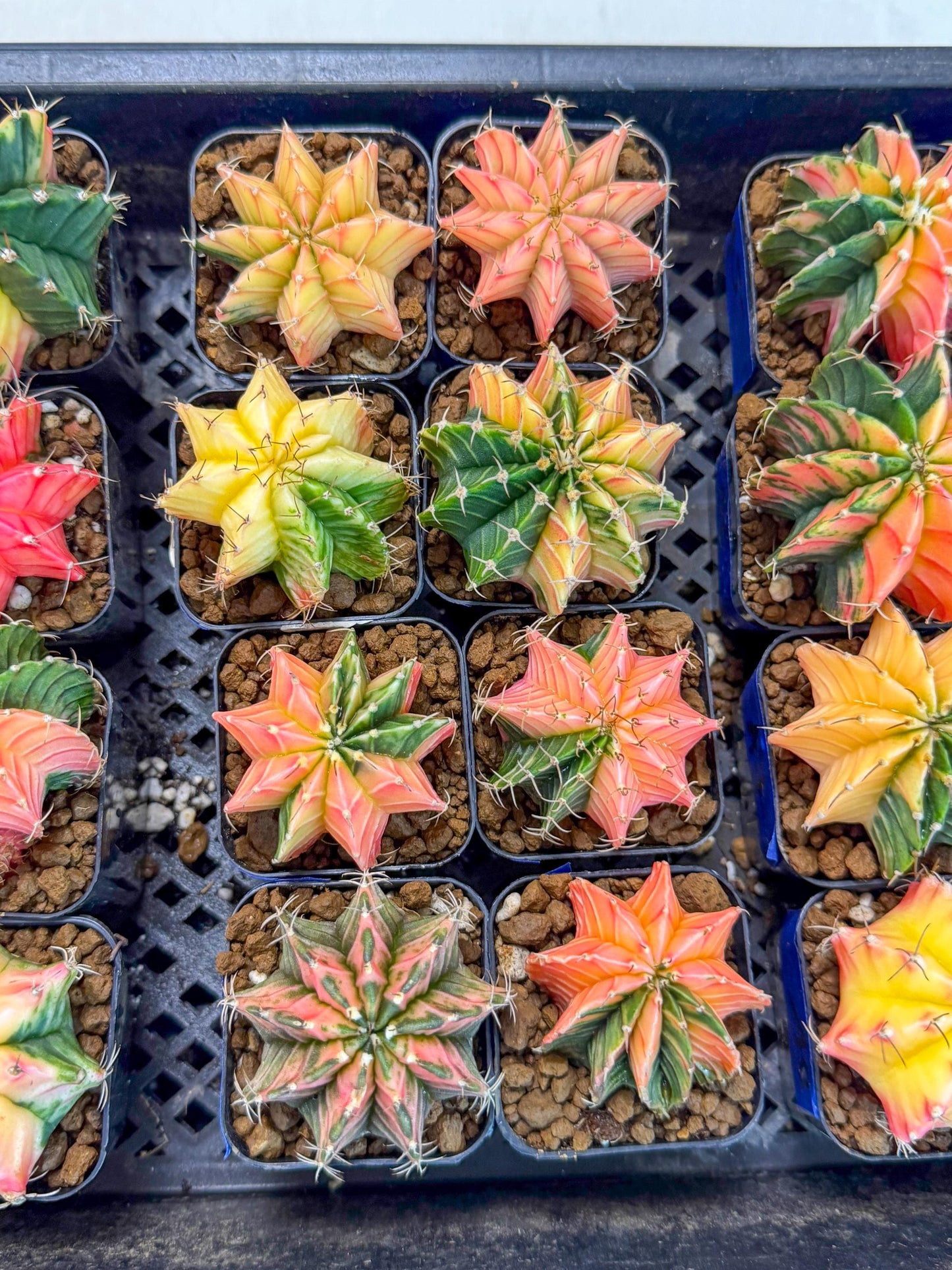 Gymnocalycium Var (AY) (b) | Choose your own plant! 2 Inch Pot