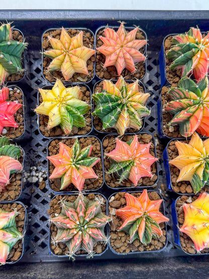 Gymnocalycium Var (AY) (b) | Choose your own plant! 2 Inch Pot