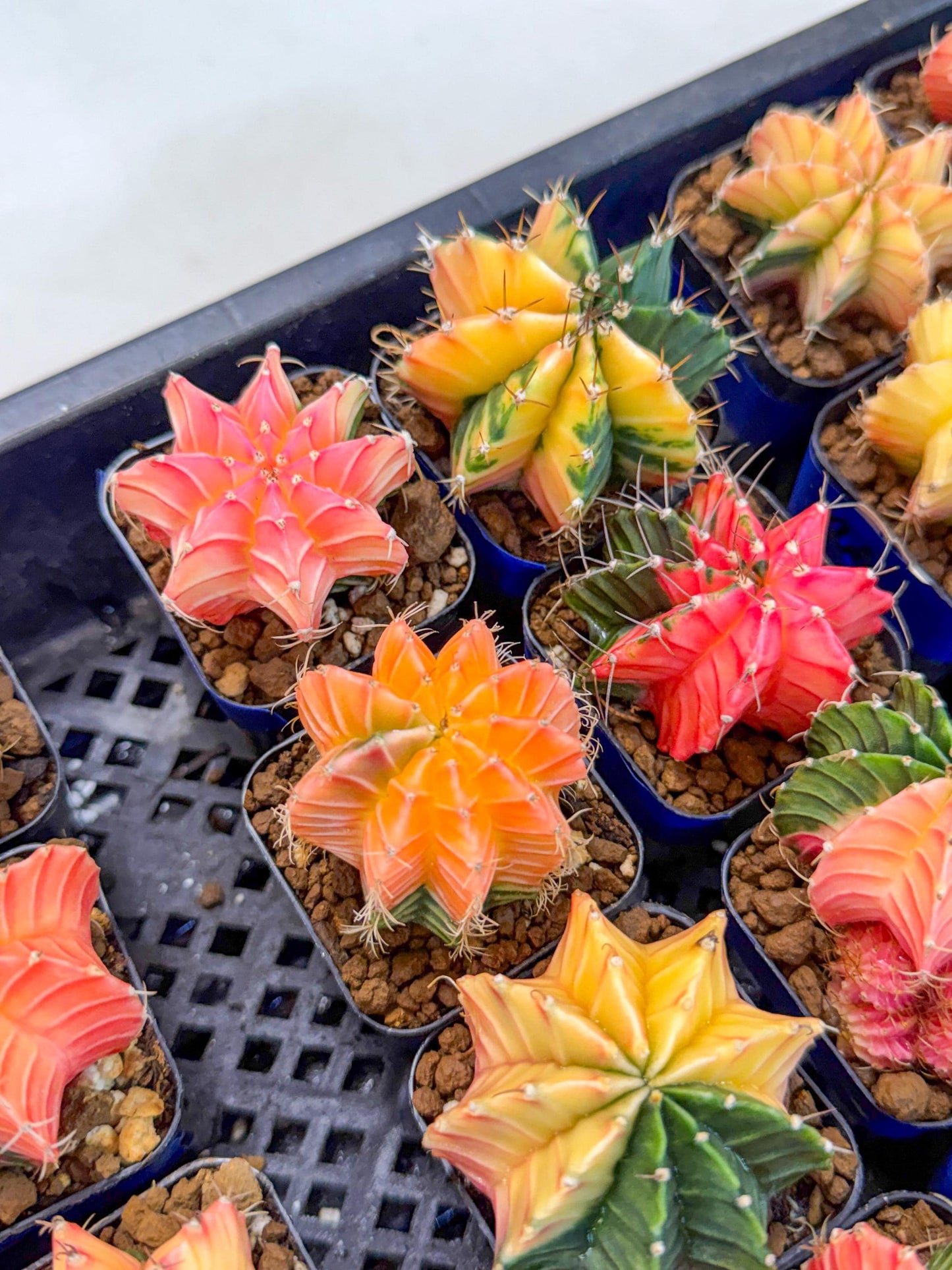 Gymnocalycium Var (AY) (C) | Choose your own plant! 2 Inch Pot
