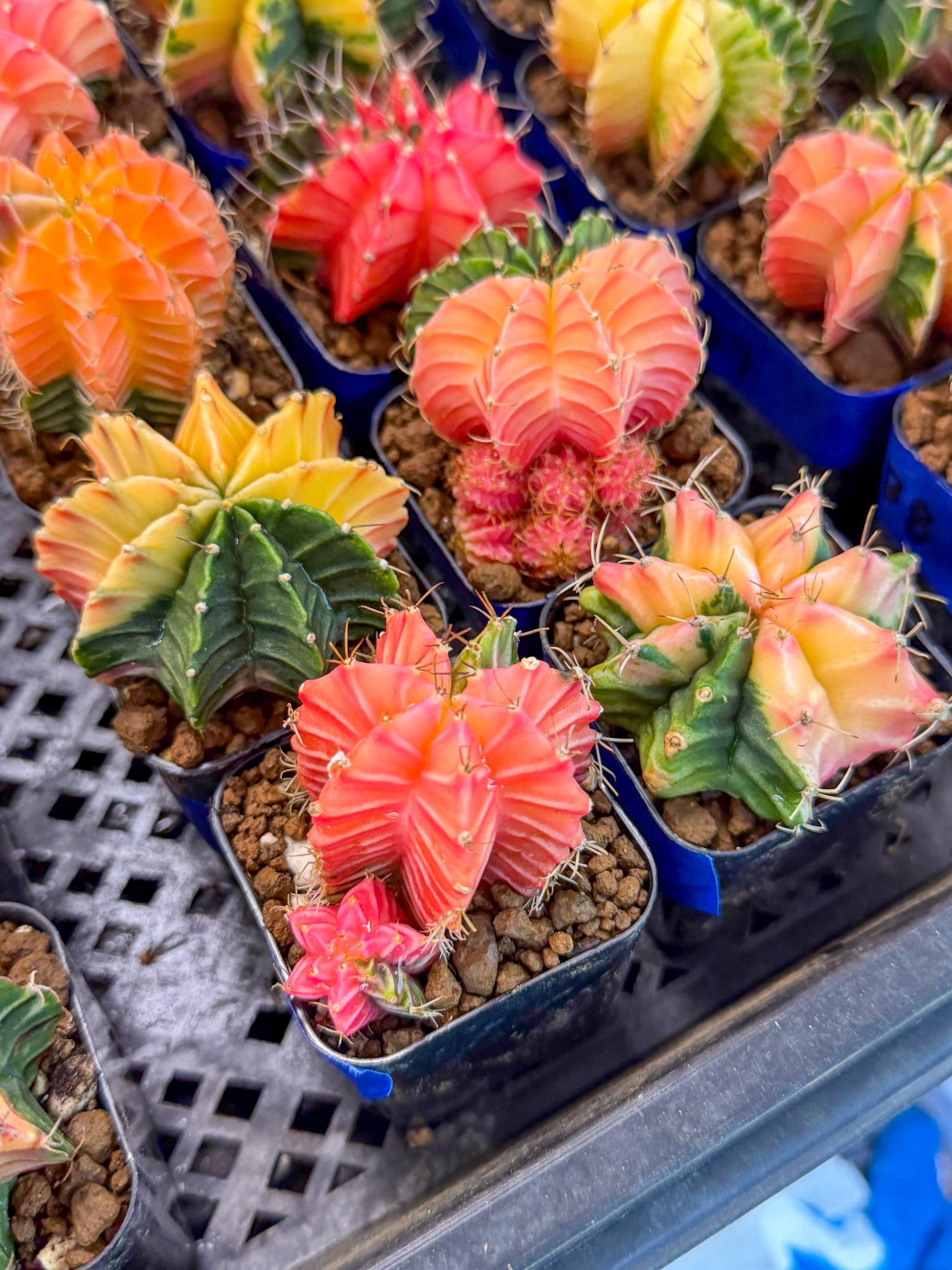 Gymnocalycium Var (AY) (C) | Choose your own plant! 2 Inch Pot