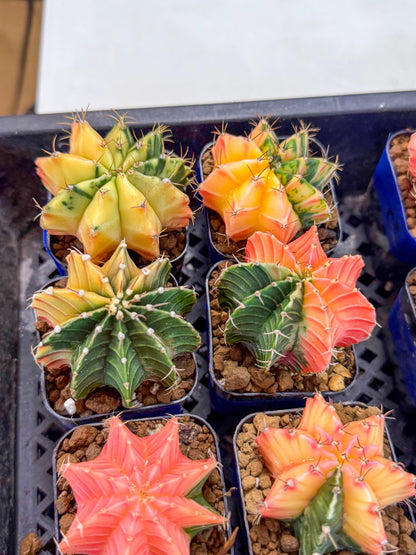 Gymnocalycium Var (AY) (D) | Choose your own plant! 2 Inch Pot