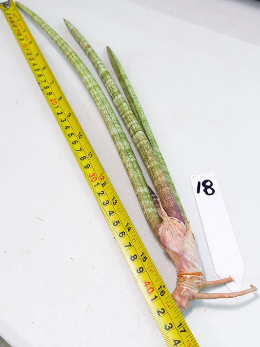 Sansevieria (gg) (18) | New Imported Hybrids
