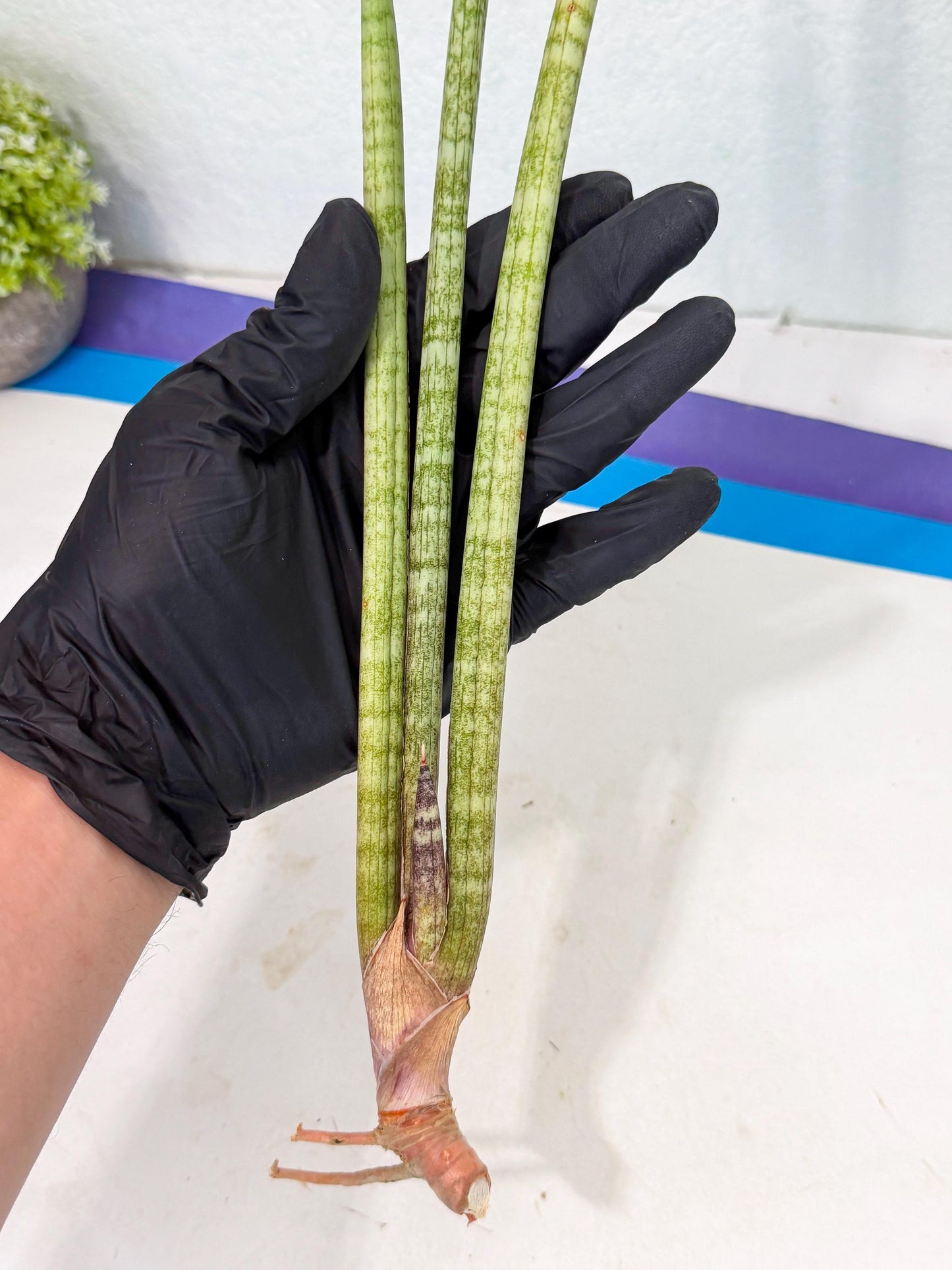 Sansevieria (gg) (18) | New Imported Hybrids