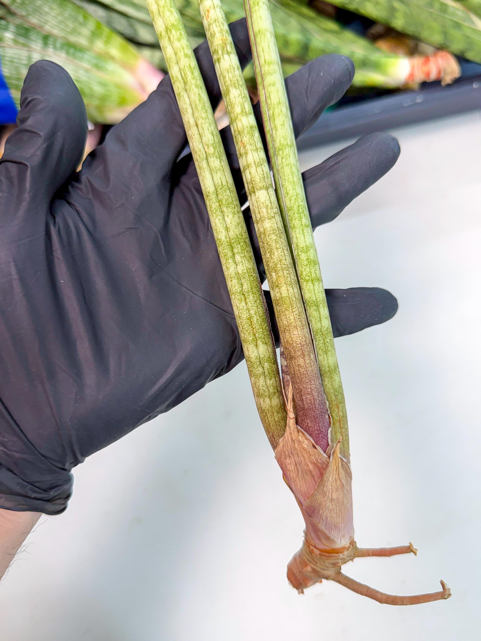 Sansevieria (gg) (18) | New Imported Hybrids