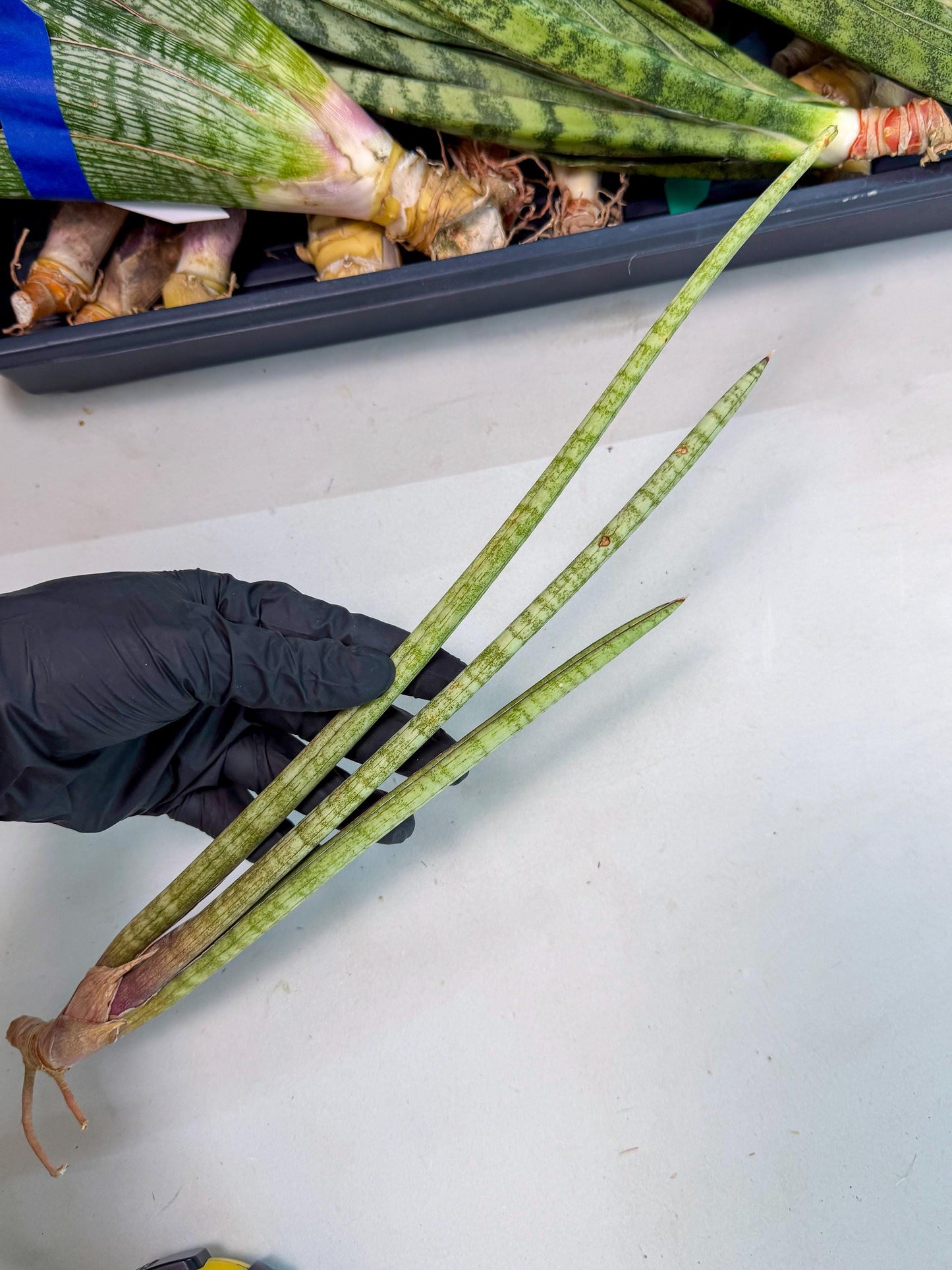 Sansevieria (gg) (18) | New Imported Hybrids