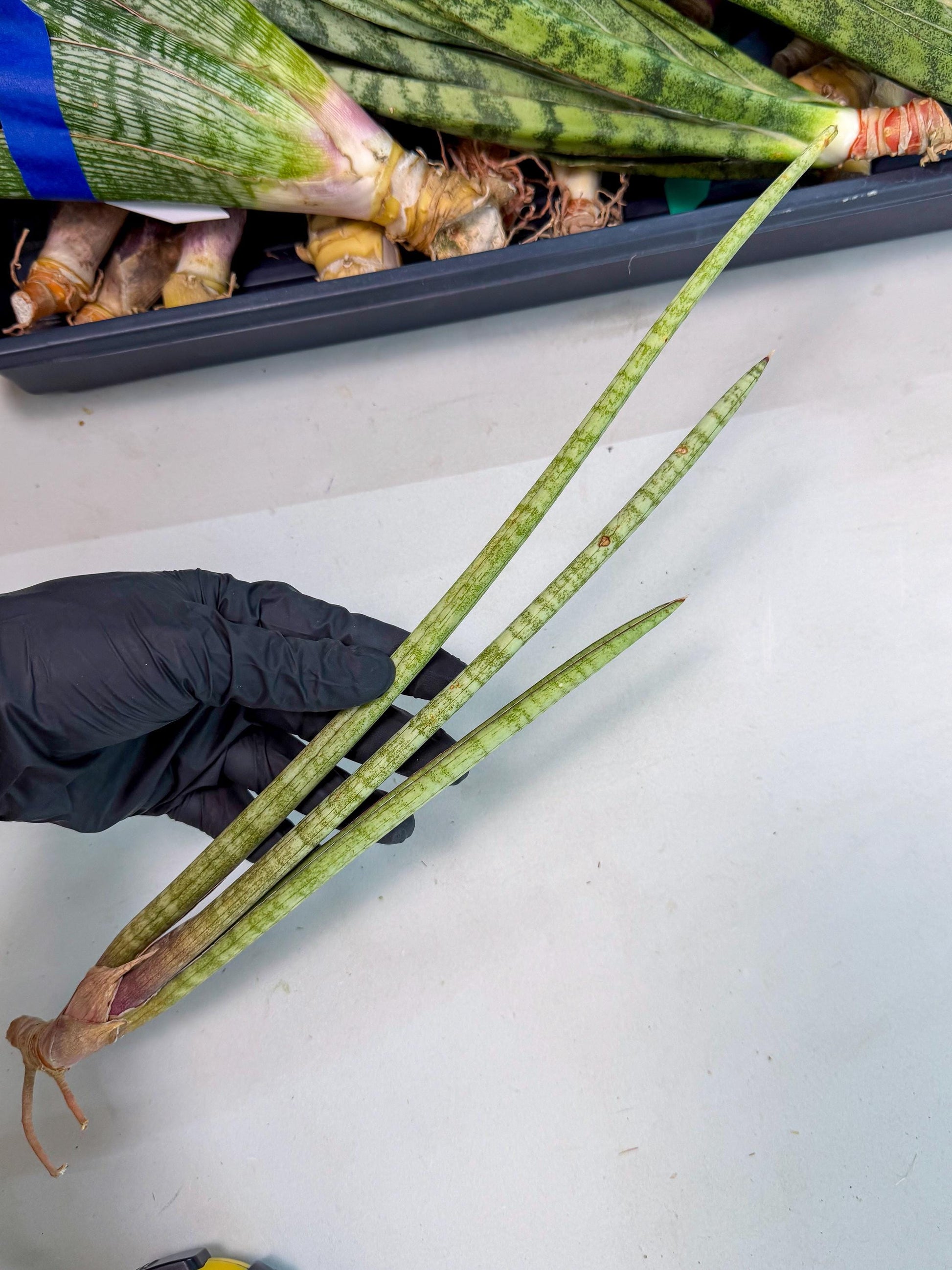 Sansevieria (gg) (18) | New Imported Hybrids